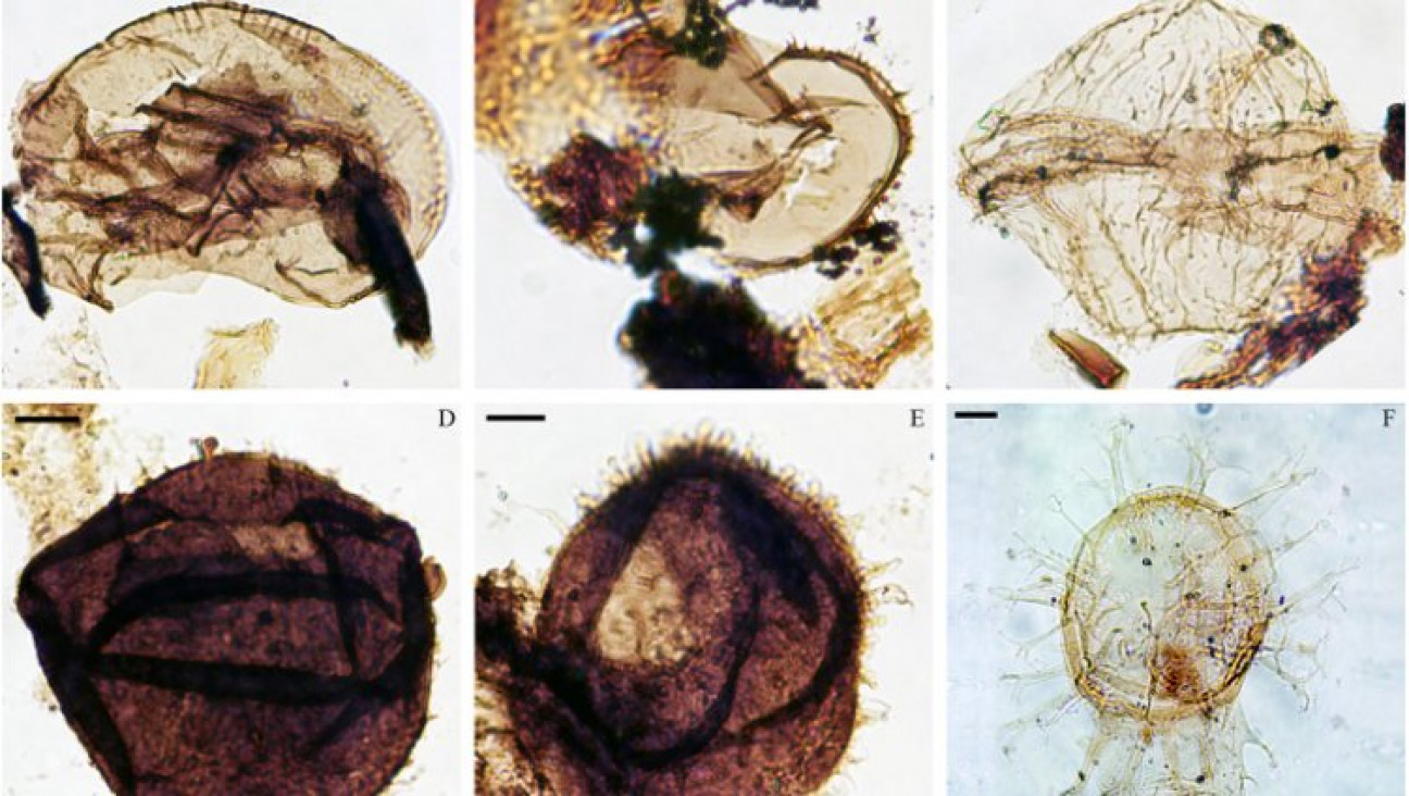 imagen Consignan las implicancias bioestratigráficas y paleoecológicas de palinomorfos marinos del Caribe