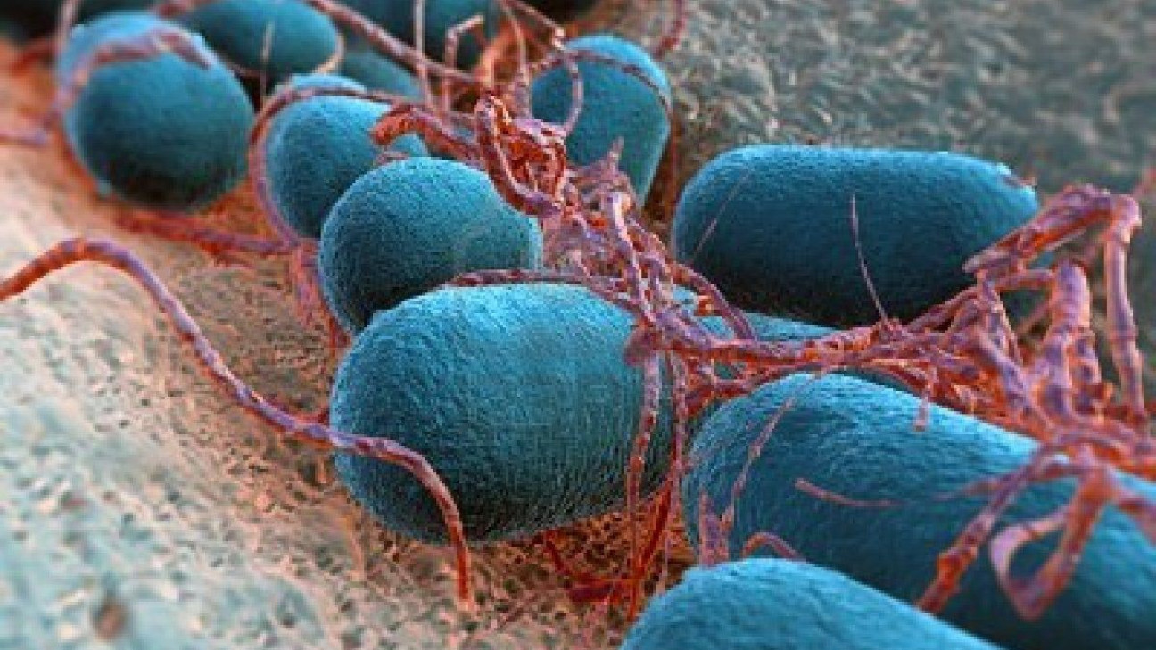 imagen Exponen estudio in vivo e in vitro de una micobacteriosis experimental
