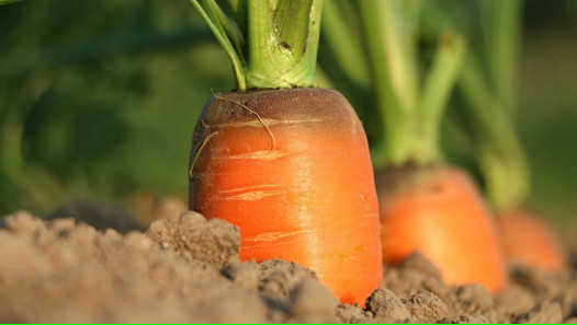 imagen Comentan las bases genéticas de la vernalización en zanahoria y sus implicancias en el mejoramiento genético y la producción de semillas