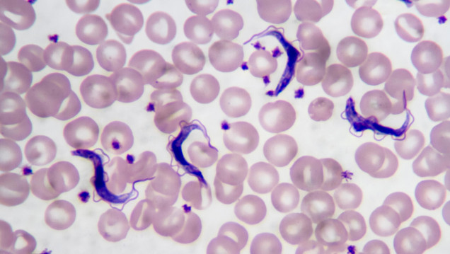 imagen Evalúan la acción de nuevas moléculas sobre la maquinaria antioxidante de Trypanosoma cruzi