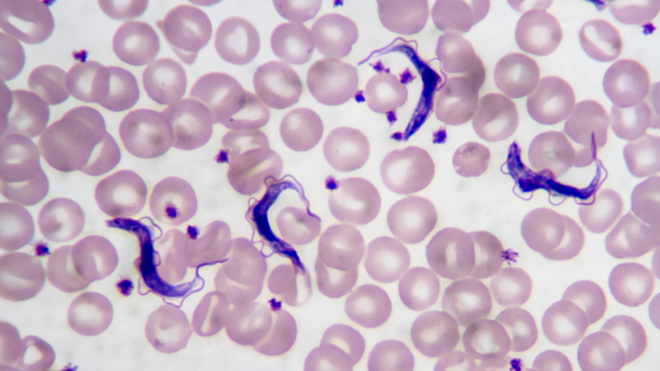 imagen Evalúan la acción de nuevas moléculas sobre la maquinaria antioxidante de Trypanosoma cruzi