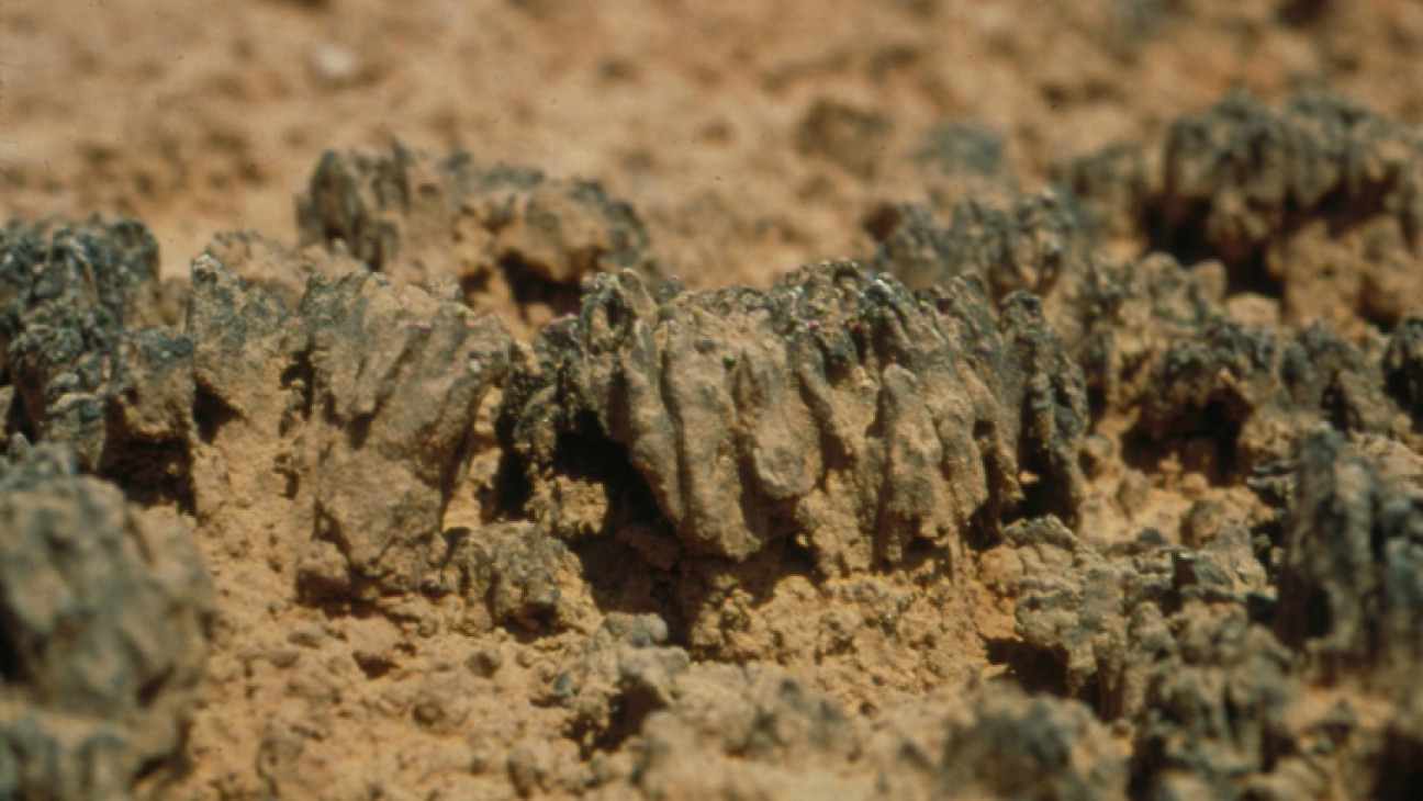 imagen Defienden tesis sobre la posibilidad de que la Costra Biológica del suelo restaure sistemas degradados del desierto