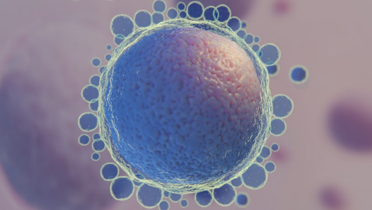 imagen Exponen una caracterización del ovocito desde una óptica pre-clínica y biotecnológica