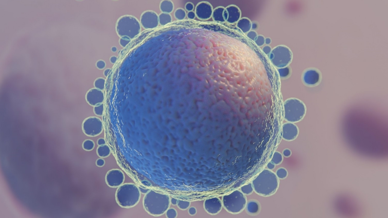 imagen Exponen una caracterización del ovocito desde una óptica pre-clínica y biotecnológica