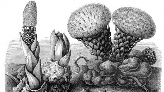 imagen Defienden tesis sobre Estudio Evolutivo y Genómico de Plantas Parásitas de la Familia Balanophoraceae