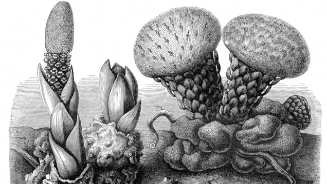 imagen Defienden tesis sobre Estudio Evolutivo y Genómico de Plantas Parásitas de la Familia Balanophoraceae