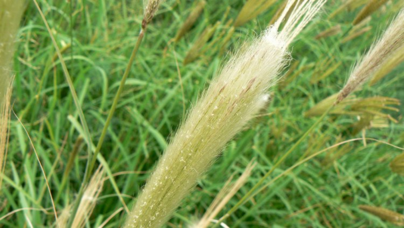 imagen Estudian los componentes asociados a productividad forrajera y tolerancia a la sequía de la Leptochloa crinita