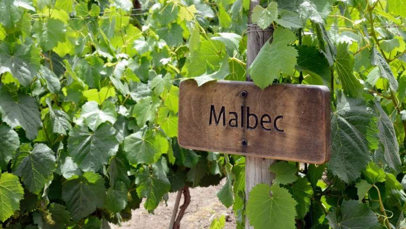 imagen Estudian el impacto del suelo en el desarrollo de bayas y vinos de Vitis vinifera L. cv. Malbec en un viñedo comercial de altura