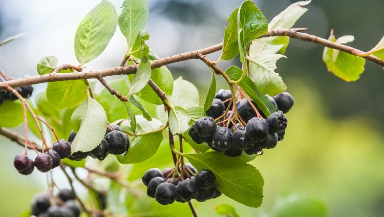 imagen Analizan el estrés abiótico de Aristotelia chilensis en bosques andinos-patagónicos y las posibilidades de cultivo intensivo