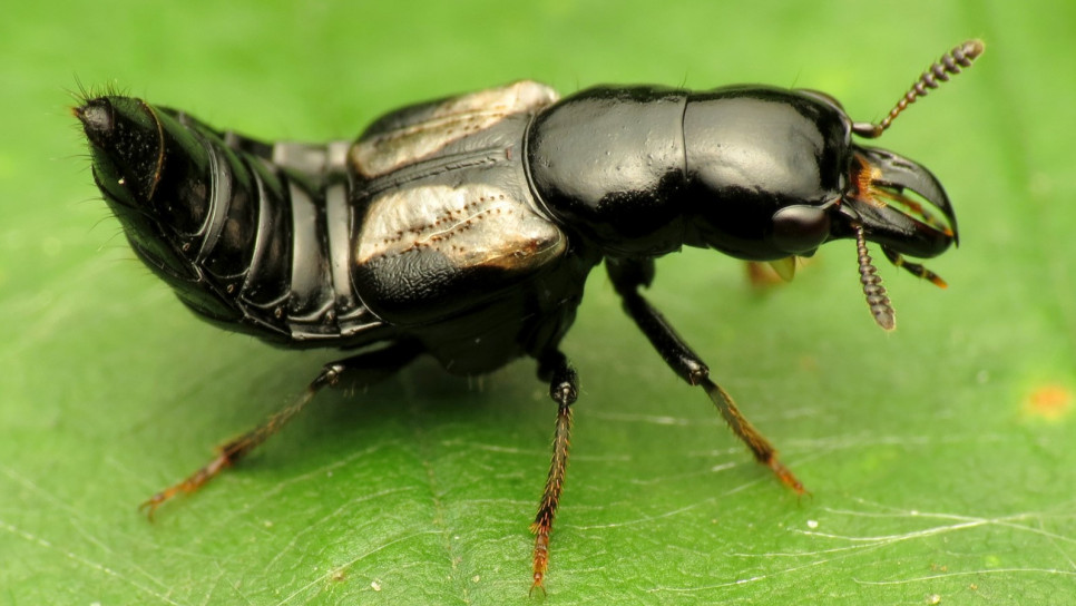 imagen Analizan la diversificación biológica en América del Sur a partir de la filogenia y biogeografía de dos géneros de Staphylinidae