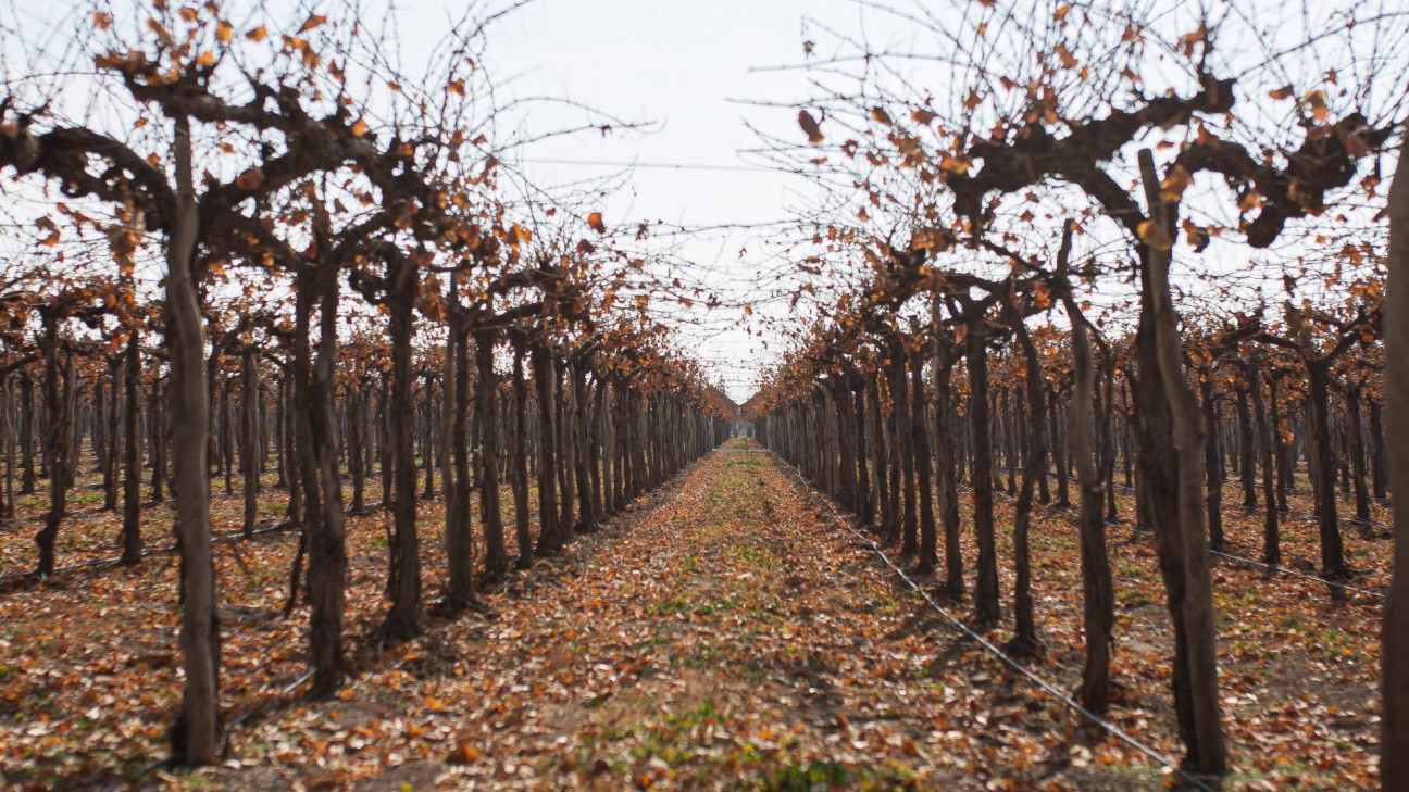 imagen Evalúan composición y perfiles sensoriales de vinos Malbec de viñedos conducidos en Single-High-Wire 