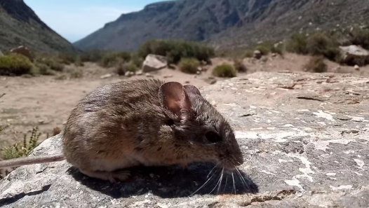 imagen Analizan estrategias fisiológicas de roedores en un gradiente altitudinal en los Andes Centrales, bajo un escenario de cambio climático