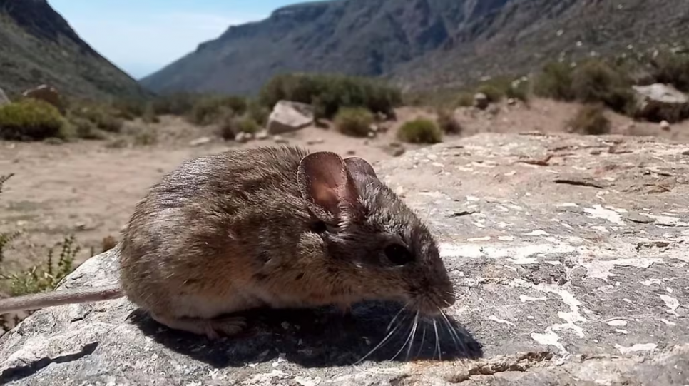 imagen Analizan estrategias fisiológicas de roedores en un gradiente altitudinal en los Andes Centrales, bajo un escenario de cambio climático