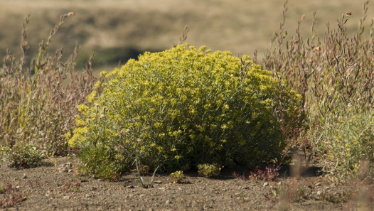 imagen Evalúan el efecto del Mulinum spinosum sobre marcadores metabólicos y celulares en modelos animales de experimentación