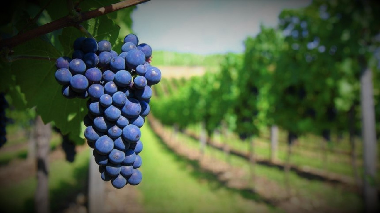 imagen Presentan análisis sobre la participación y dinámica de mecanismos epigenéticos en la aclimatación de vides cv. Malbec a distintos ambientes