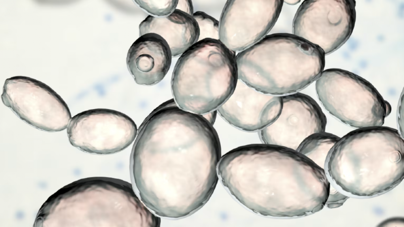 imagen Analizan el efecto protector de las levaduras nativas vínicas con propiedades probióticas sobre la mucositis intestinal